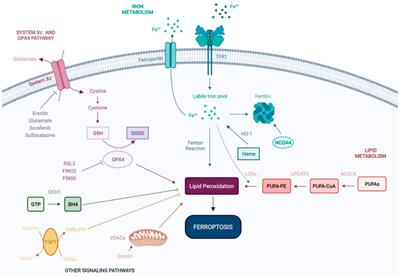 Mechanisms of ferroptosis in chronic kidney disease